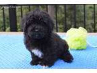 Havanese Puppy for sale in Oregon City, OR, USA