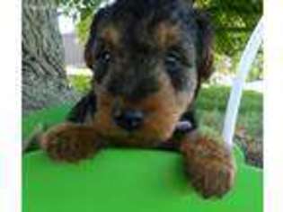 Welsh Terrier Puppy for sale in Chetopa, KS, USA