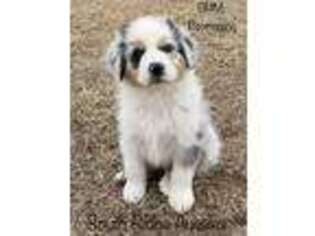Australian Shepherd Puppy for sale in Elmore City, OK, USA