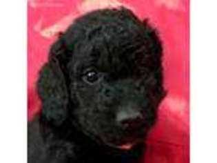 Labradoodle Puppy for sale in Arlington, VA, USA