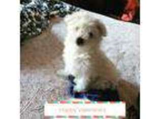 Maltese Puppy for sale in Elmhurst, NY, USA