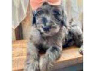 Labradoodle Puppy for sale in Yadkinville, NC, USA
