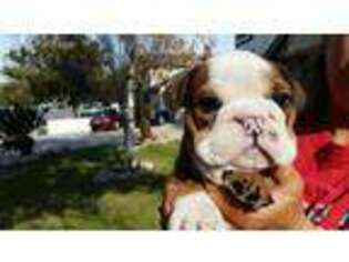 Bulldog Puppy for sale in Rialto, CA, USA
