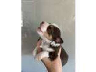 Medium Photo #1 Miniature Australian Shepherd Puppy For Sale in Show Low, AZ, USA