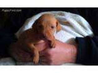 Vizsla Puppy for sale in Hutchinson, MN, USA