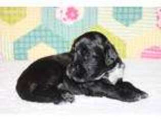Portuguese Water Dog Puppy for sale in Eustis, FL, USA