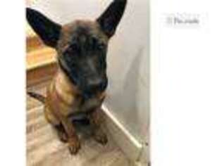Belgian Malinois Puppy for sale in Columbia, MO, USA