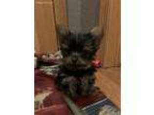 Yorkshire Terrier Puppy for sale in Maynard, IA, USA
