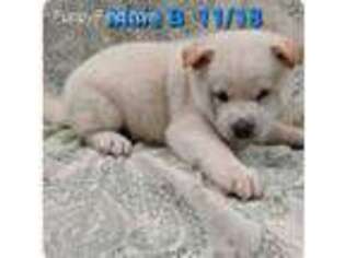 Shiba Inu Puppy for sale in San Dimas, CA, USA