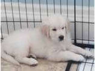Golden Retriever Puppy for sale in Barnesville, GA, USA