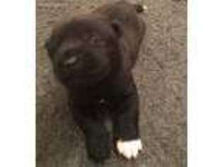 Akita Puppy for sale in Dade City, FL, USA