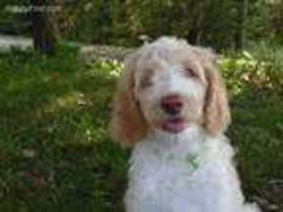 Goldendoodle Puppy for sale in Cheboygan, MI, USA