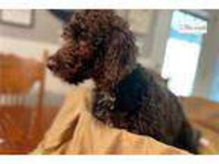 Springerdoodle Puppy for sale in Unknown, , USA