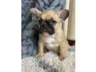 French Bulldog Puppy for sale in Itasca, IL, USA