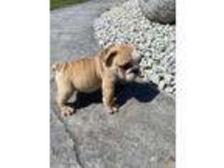 Bulldog Puppy for sale in West Harrison, IN, USA