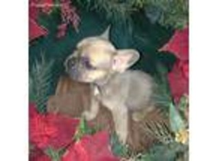French Bulldog Puppy for sale in Romeoville, IL, USA