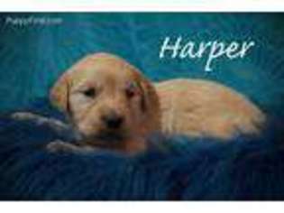 Golden Retriever Puppy for sale in Chadron, NE, USA