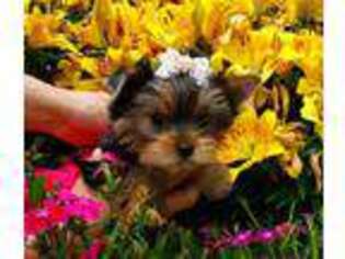 Yorkshire Terrier Puppy for sale in Clifton, VA, USA