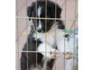 Australian Shepherd Puppy for sale in Weldon, CA, USA
