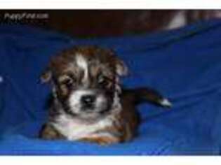 Mutt Puppy for sale in Ocean City, NJ, USA