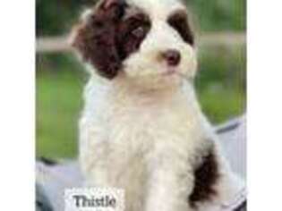 Mutt Puppy for sale in Lester Prairie, MN, USA