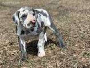 Great Dane Puppy for sale in Rockwell City, IA, USA