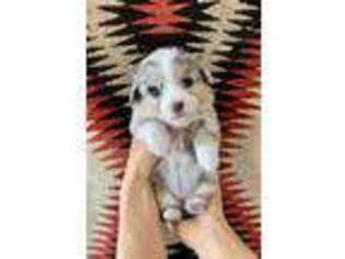 Pembroke Welsh Corgi Puppy for sale in Belen, NM, USA