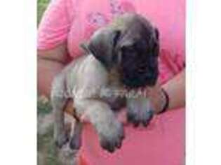 Mastiff Puppy for sale in Walnut, KS, USA