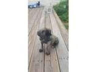 Mastiff Puppy for sale in Summerfield, FL, USA