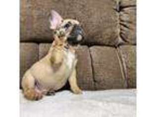 French Bulldog Puppy for sale in Lehighton, PA, USA