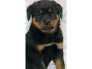 Rottweiler Puppy for sale in Spencer, MA, USA