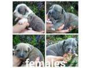 Olde English Bulldogge Puppy for sale in HOMEWORTH, OH, USA