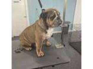 Bulldog Puppy for sale in Chicago, IL, USA