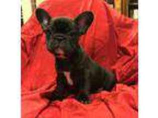 French Bulldog Puppy for sale in Spring Grove, IL, USA