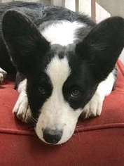 Cardigan Welsh Corgi Puppy for sale in Colorado Springs, CO, USA