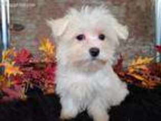 Maltese Puppy for sale in Boyden, IA, USA