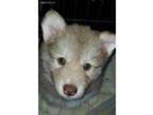 Siberian Husky Puppy for sale in Rainier, OR, USA