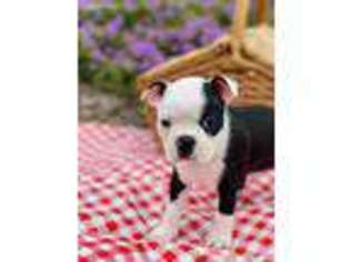 Boston Terrier Puppy for sale in Belleview, FL, USA