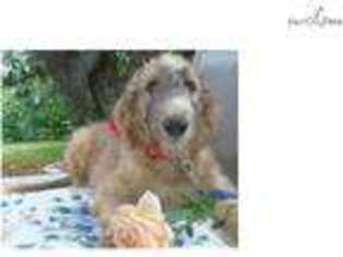 Labradoodle Puppy for sale in Lenoir, NC, USA