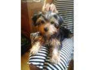 Yorkshire Terrier Puppy for sale in Woodstock, NY, USA
