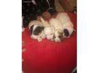 Jack Russell Terrier Puppy for sale in Nuevo, CA, USA