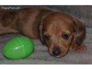 Dachshund Puppy for sale in Huntsville, TX, USA