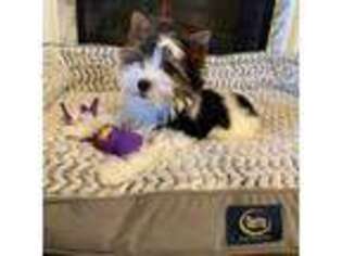 Biewer Terrier Puppy for sale in Philipsburg, PA, USA