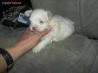 Maltese Puppy for sale in Burlington, NC, USA