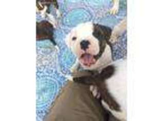 American Bulldog Puppy for sale in Paducah, KY, USA