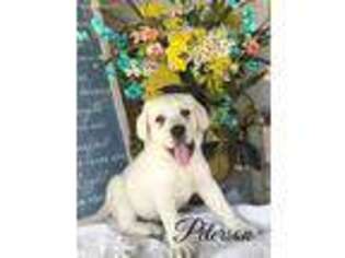 Labrador Retriever Puppy for sale in Elizabethville, PA, USA