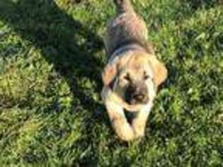 Spanish Mastiff Puppy for sale in Boyd, WI, USA