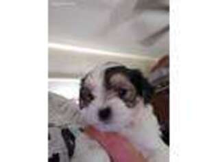 Buggs Puppy for sale in Barboursville, WV, USA