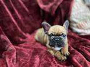 French Bulldog Puppy for sale in Crandall, TX, USA