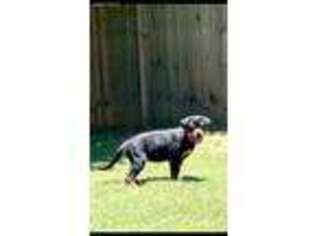 Rottweiler Puppy for sale in Douglasville, GA, USA
